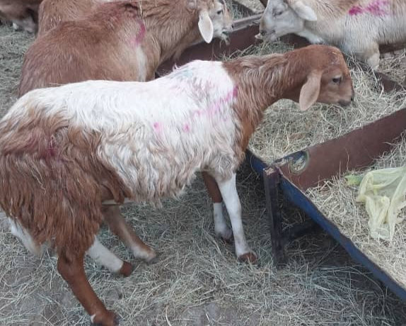 Sheep with white wool and brown faces on a straw-covered floor.